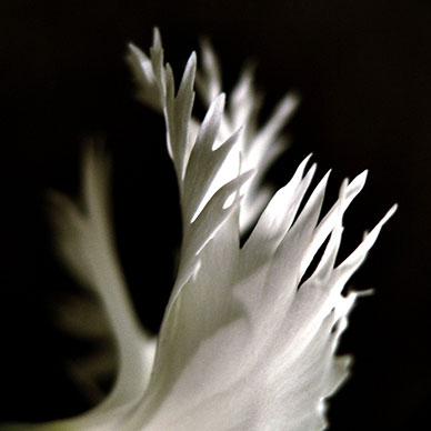 Photo by hurleygurley - Flickr Creative Commons Copyright