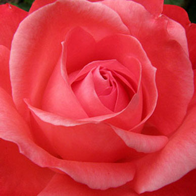 Photo by Flickr user Ira Tucker Creative Commons Copyright