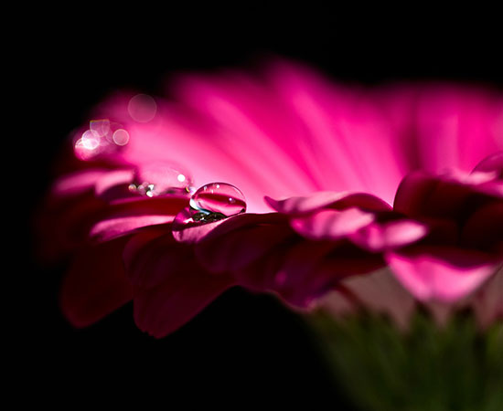 Pixabay Photo by gerbera-56408_1920