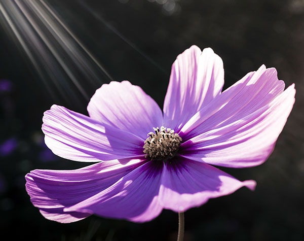 Photo via Pixabay