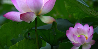 Photo via Pixabay