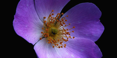 Photo via Pixabay