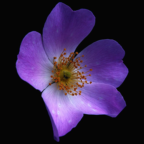 Photo via Pixabay